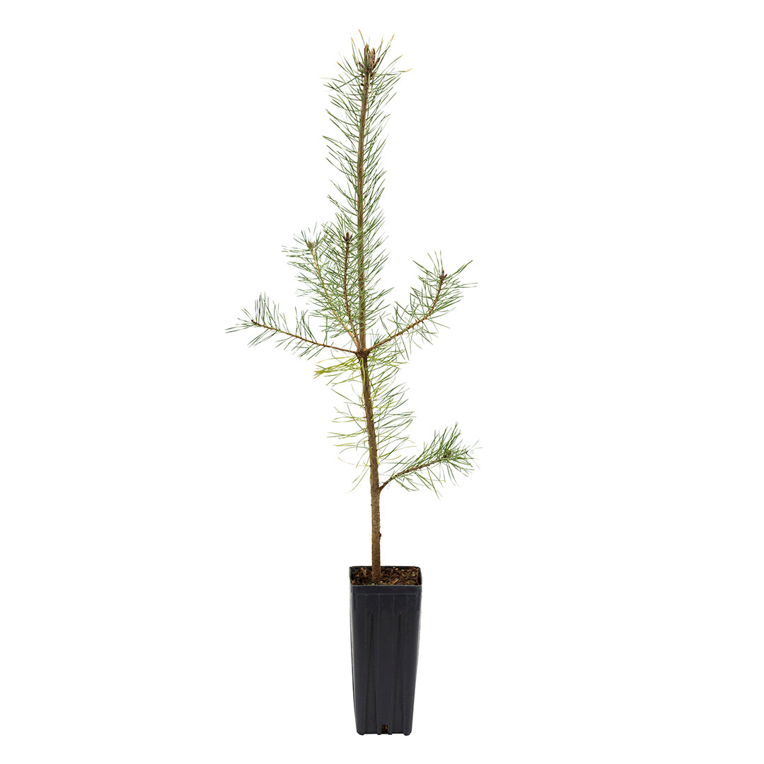 Pinus sylvestris - pino silvestre (Vaso quadro 9x9x20 cm)