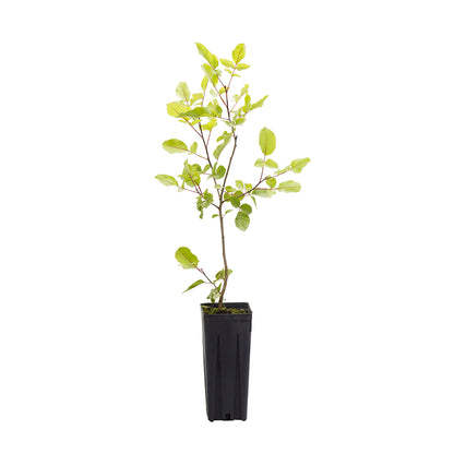 Pistacia terebinthus - terebinth (Square vase 9x9x20 cm)