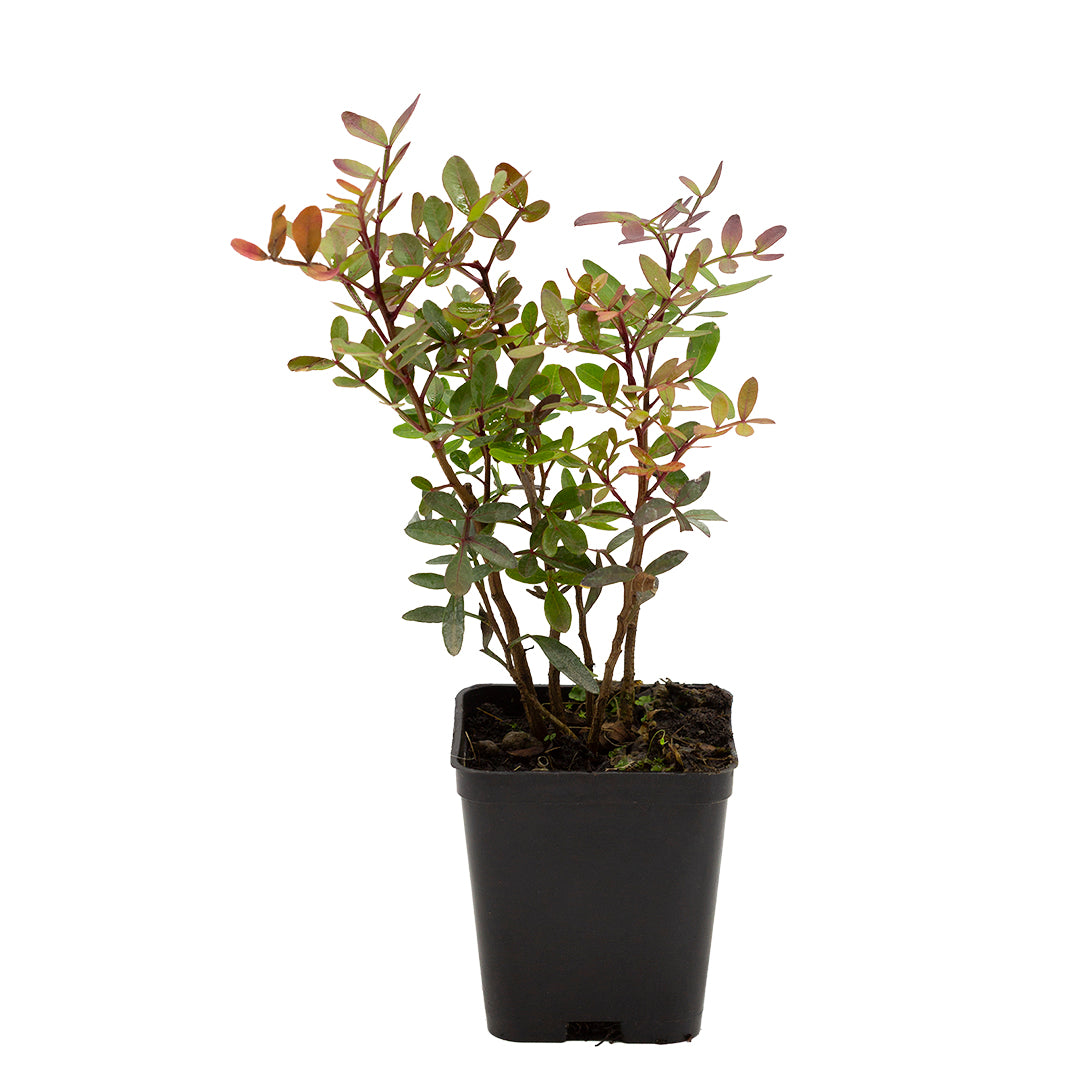 Pistacia lentiscus - lentisco (Pianta in Vaso Quadro)