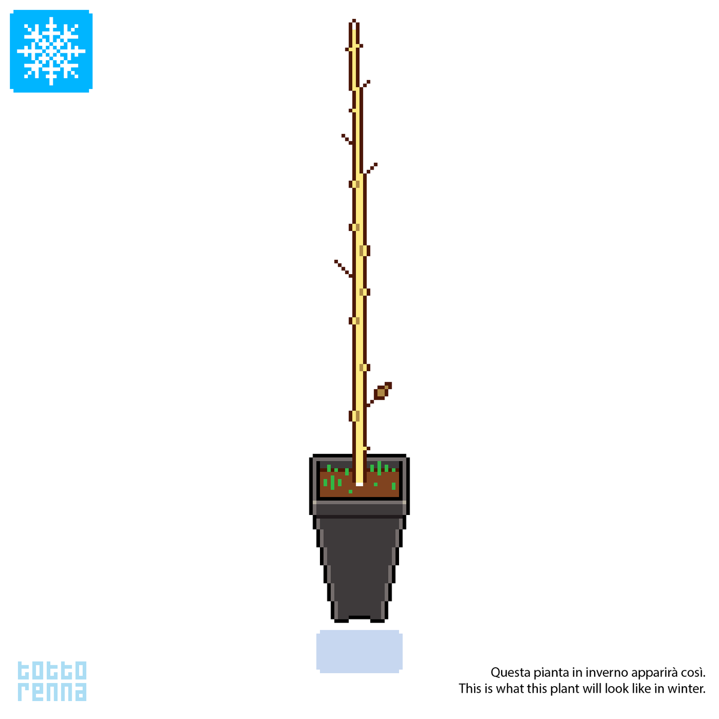 Carpinus betulus cv "fastigiata" - pyramidal hornbeam (Square vase 9x9x20 cm)