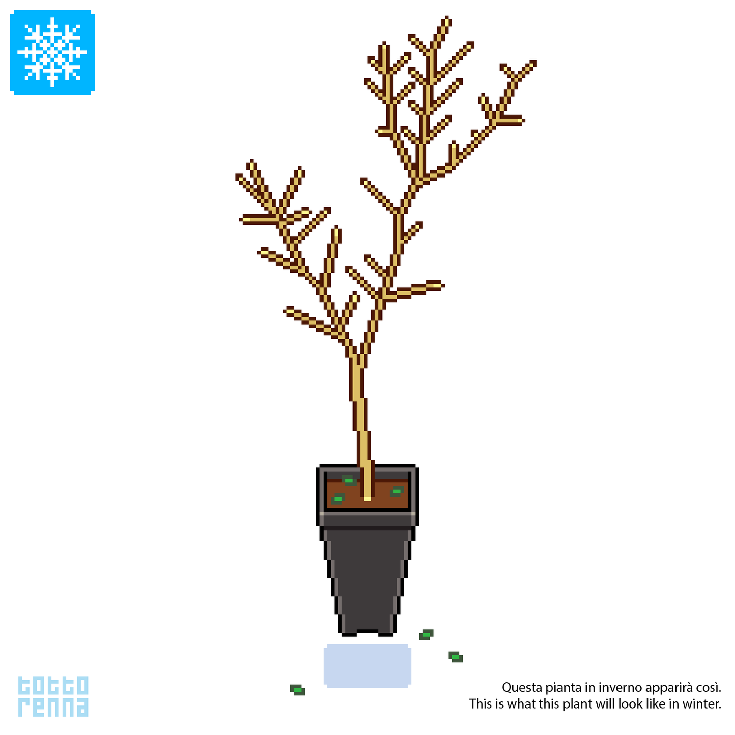 Cotinus coggygria - fog tree (Square vase 9x9x20 cm)