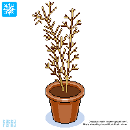 Ligustrum vulgare - Vulgar privet (Square vase 9x9x20 cm)