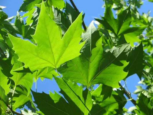 Platanus acerifolia - hybrid plane tree (Square vase 9x9x20 cm)