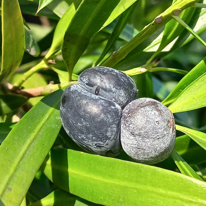 Podocarpus elatus VivaiMDB