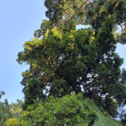 Podocarpus neriifolius - VivaiMDB