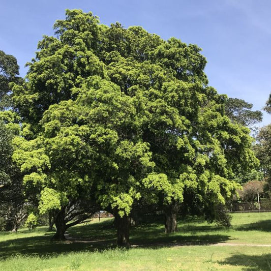 Podocarpus elatus VivaiMDB