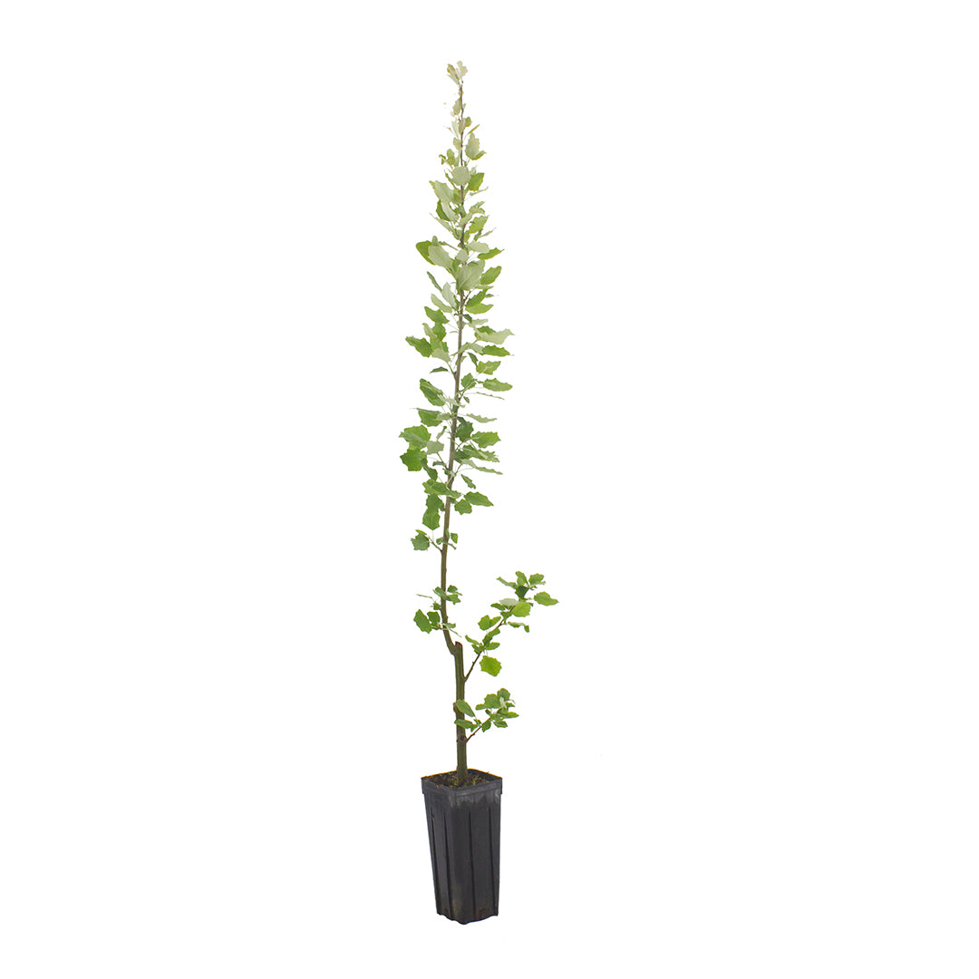 Populus alba - white poplar (Square vase 9x9x20 cm)