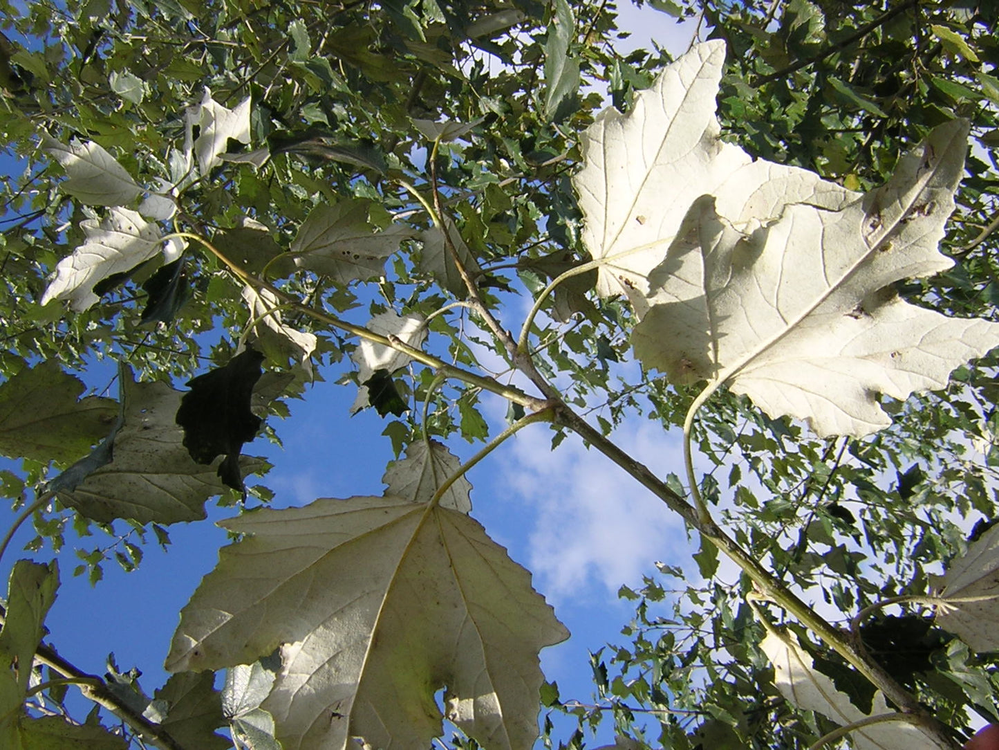 Populus alba - white poplar (Forestry alveolus)