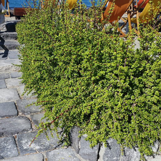 Portulacaria afra - portulaca bonsai (Vaso 18 cm)
