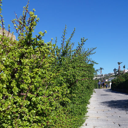 Kit assemblaggio per bonsai di Portulacaria afra - portulaca bonsai (Terrina 13 cm)