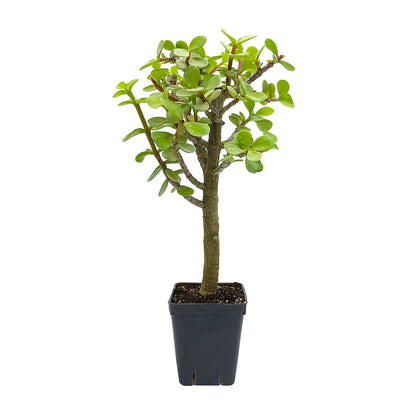 Portulacaria afra - portulaca bonsai (Vaso quadro 7x7x8 cm)