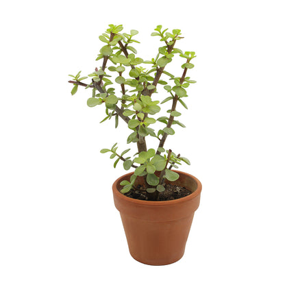 Portulacaria afra - portulaca bonsai (Vaso terracotta 14 cm)