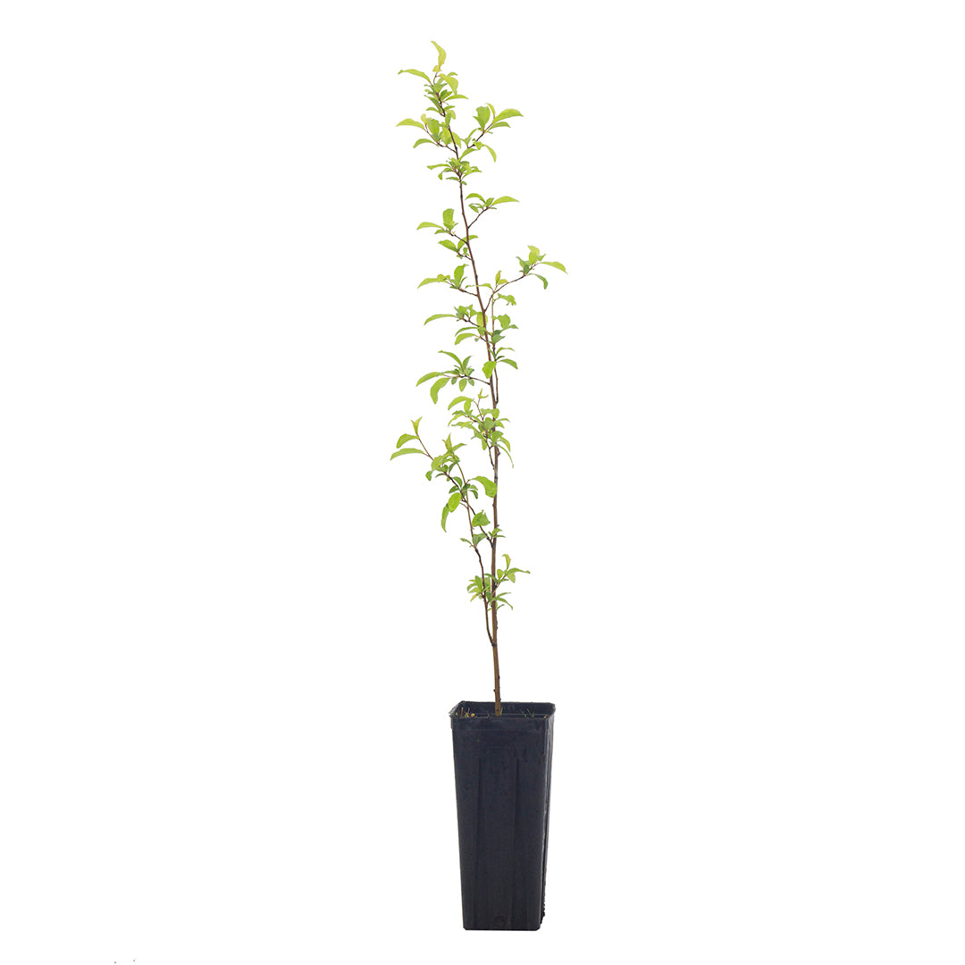 Prunus spinosa - prugnolo (Vaso quadro 9x9x20 cm)