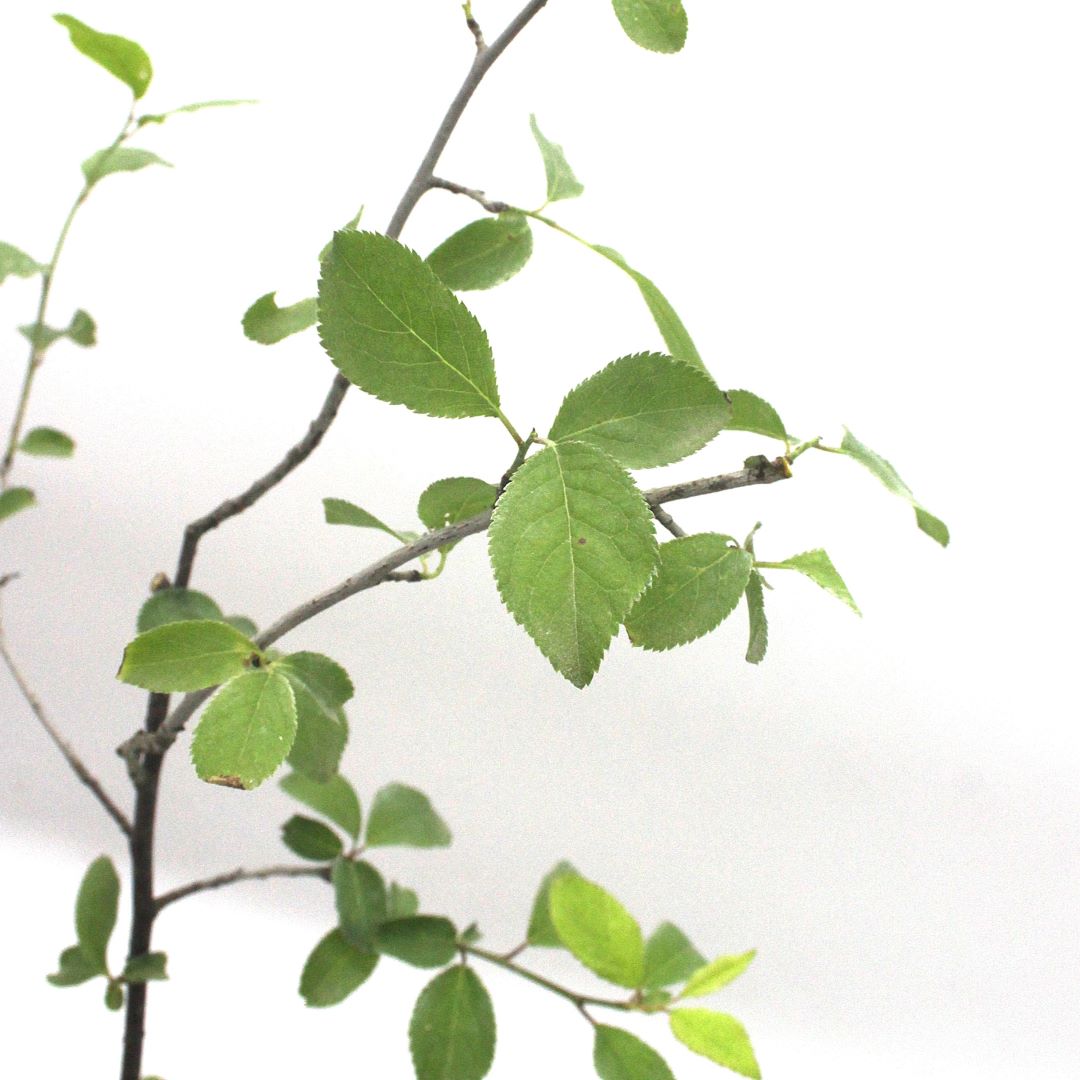 Prunus spinosa - prugnolo (Vaso quadro 9x9x20 cm)