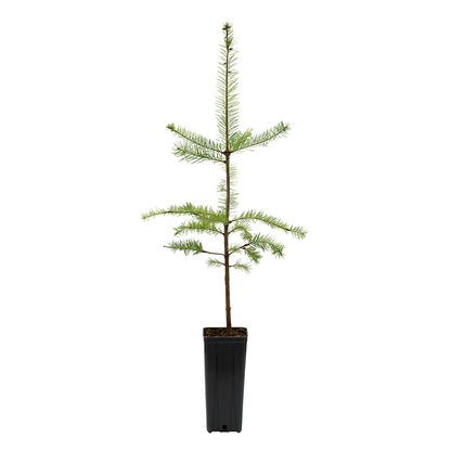 Pseudotsuga menziesii - Duglas fir (Square vase 9x9x20 cm)