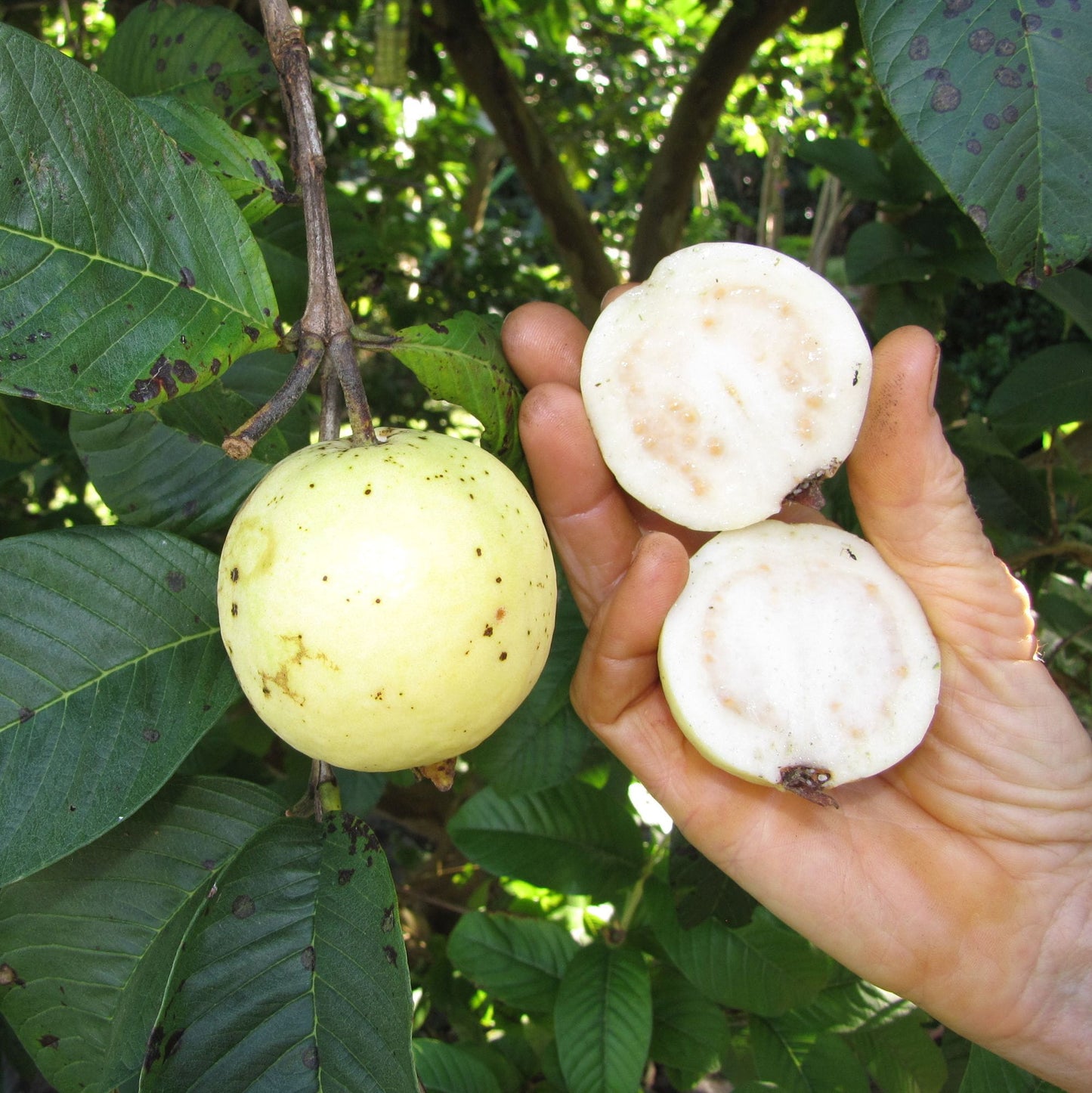 10x Psidium guajava cv. India (frutto sferico, polpa bianca e buccia gialla) - guajava bianca indiana (Offerta 10 Alveoli forestali)