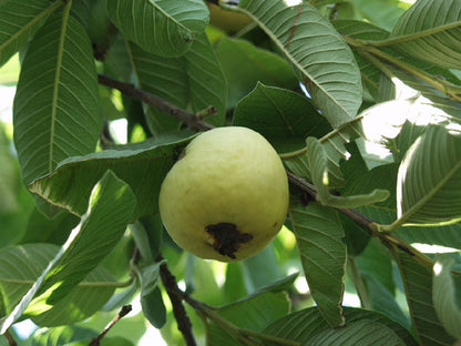 Psidium guajava cv. piriforme buccia verde polpa rosa- guajava (Alveolo forestale)