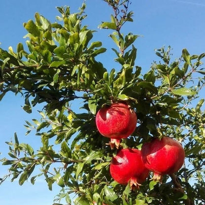 Punica granatum cv "mollar de elche" - melograno dolce da frutto dash (Vaso quadro 9x9x20 cm)