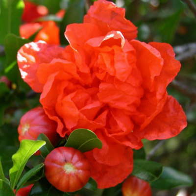Punica granatum cv "mollar de elche" - melograno dolce da frutto dash (Vaso quadro 9x9x20 cm)