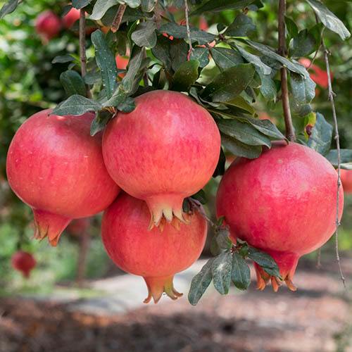Punica granatum cv "mollar de elche" - melograno dolce da frutto dash (Vaso quadro 9x9x20 cm)