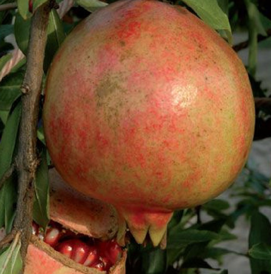 Punica granatum cv "dente di cavallo" - melograno dolce da frutto (Vaso quadro 9x9x20 cm)