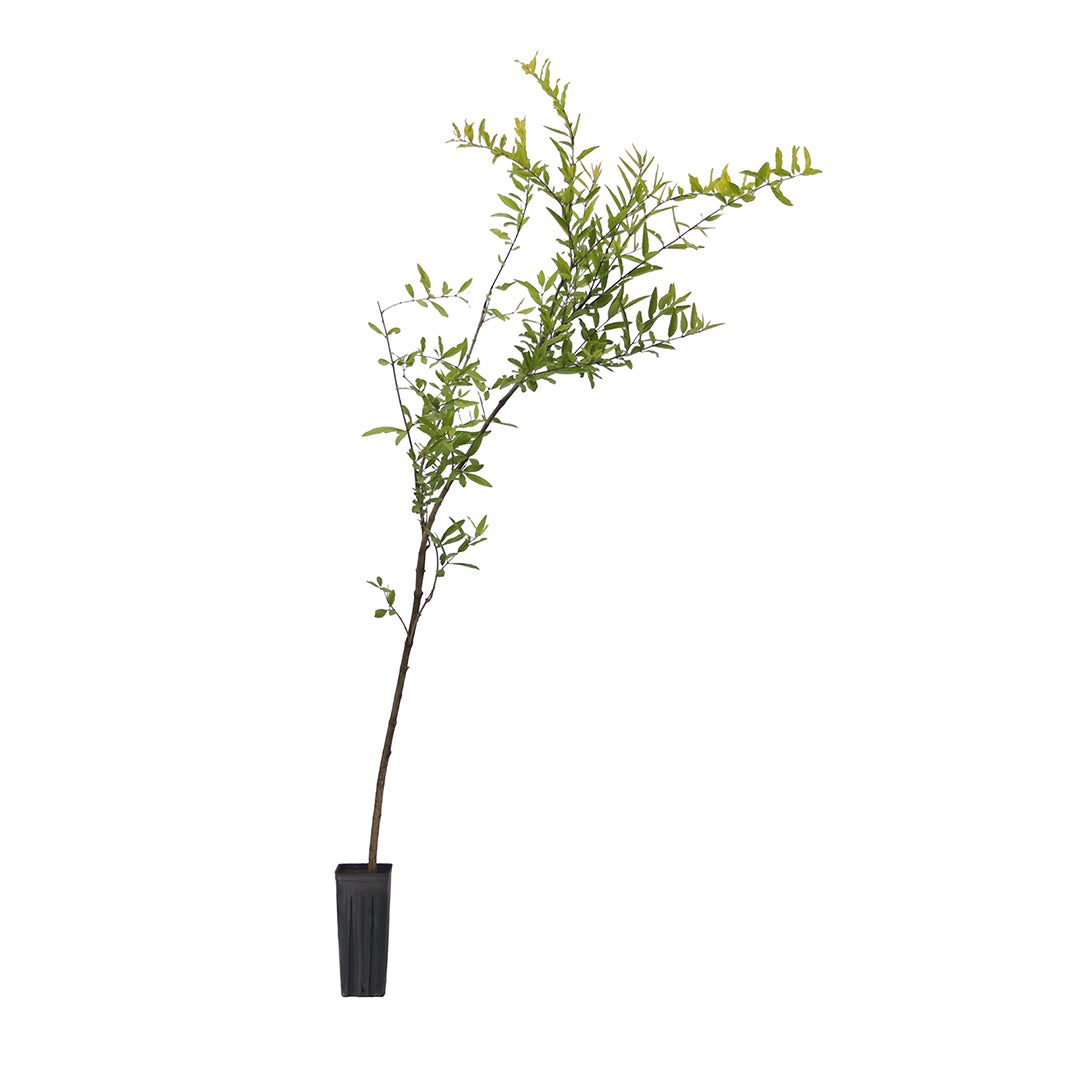 Punica granatum cv "dente di cavallo" - melograno dolce da frutto (Vaso quadro 9x9x20 cm)