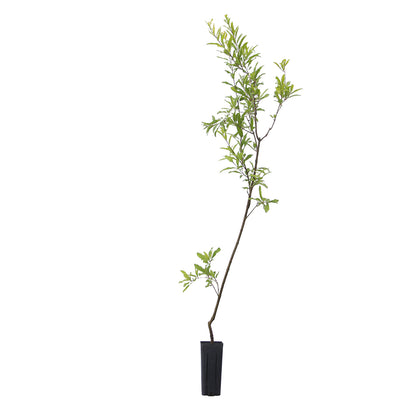 Punica granatum cv "mollar de elche" - melograno dolce da frutto dash (Vaso quadro 9x9x20 cm)