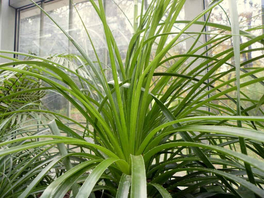 Puya mirabilis - mirabile bromeliad (Square vase 9x9x10 cm)