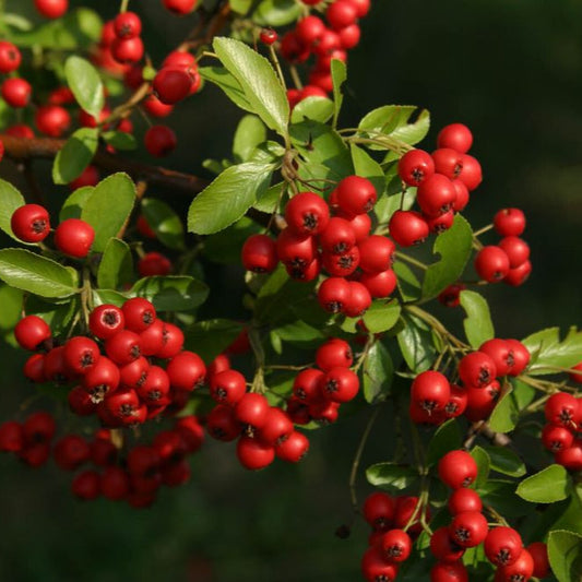 Pyracantha coccinea - agazzino (10 piante a radice nuda)