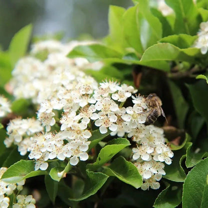 Pyracantha coccinea - agazzino (10 piante a radice nuda)