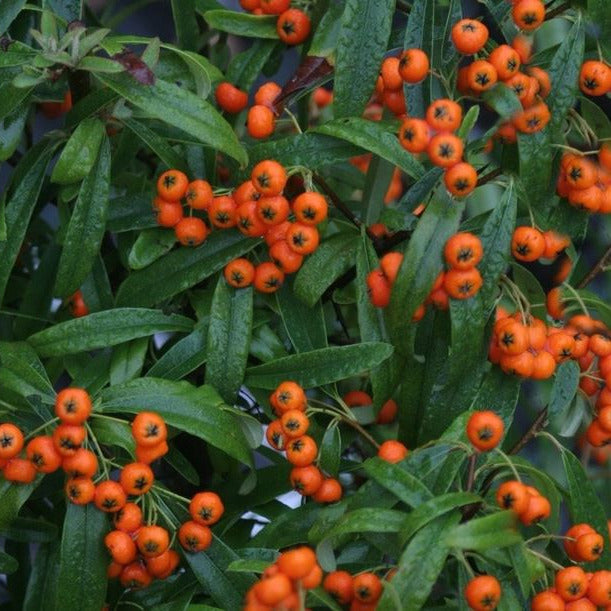 Pyracantha nana cv. "navajo" - piracanta nana (10 piante a radice nuda)