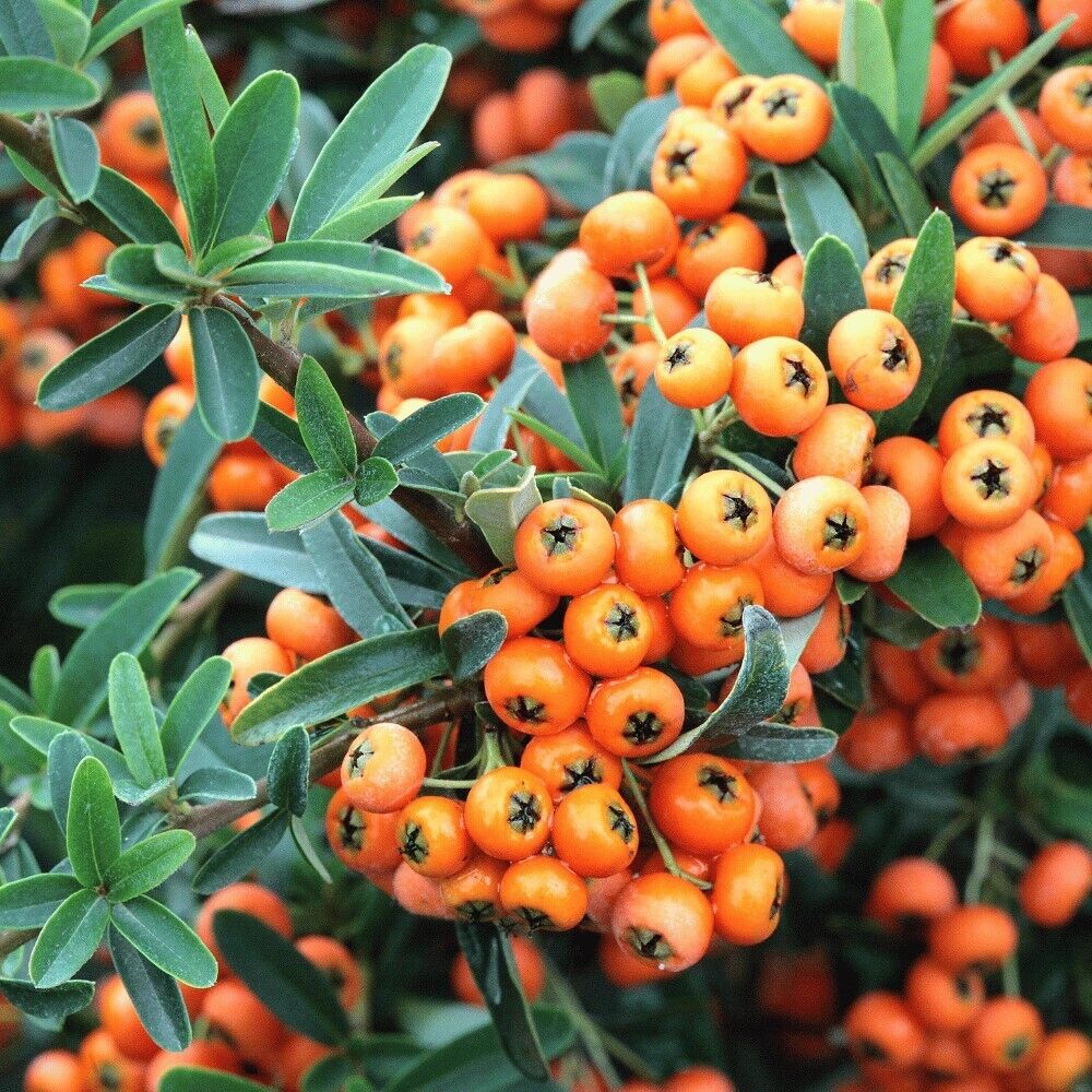 Pyracantha nana cv. "navajo" - piracanta nana (10 piante a radice nuda)