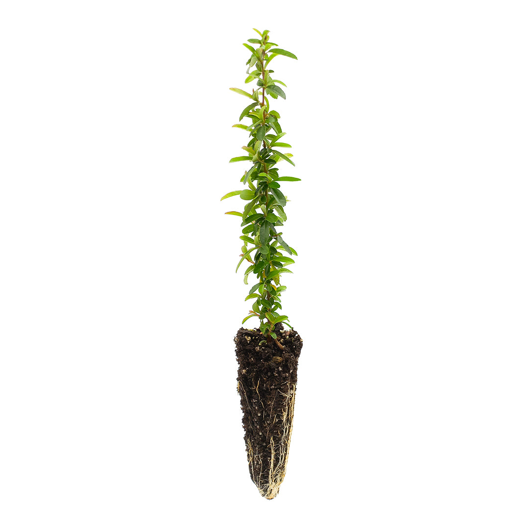 Pyracantha nana cv. "navajo" - piracanta nana (Alveolo forestale)