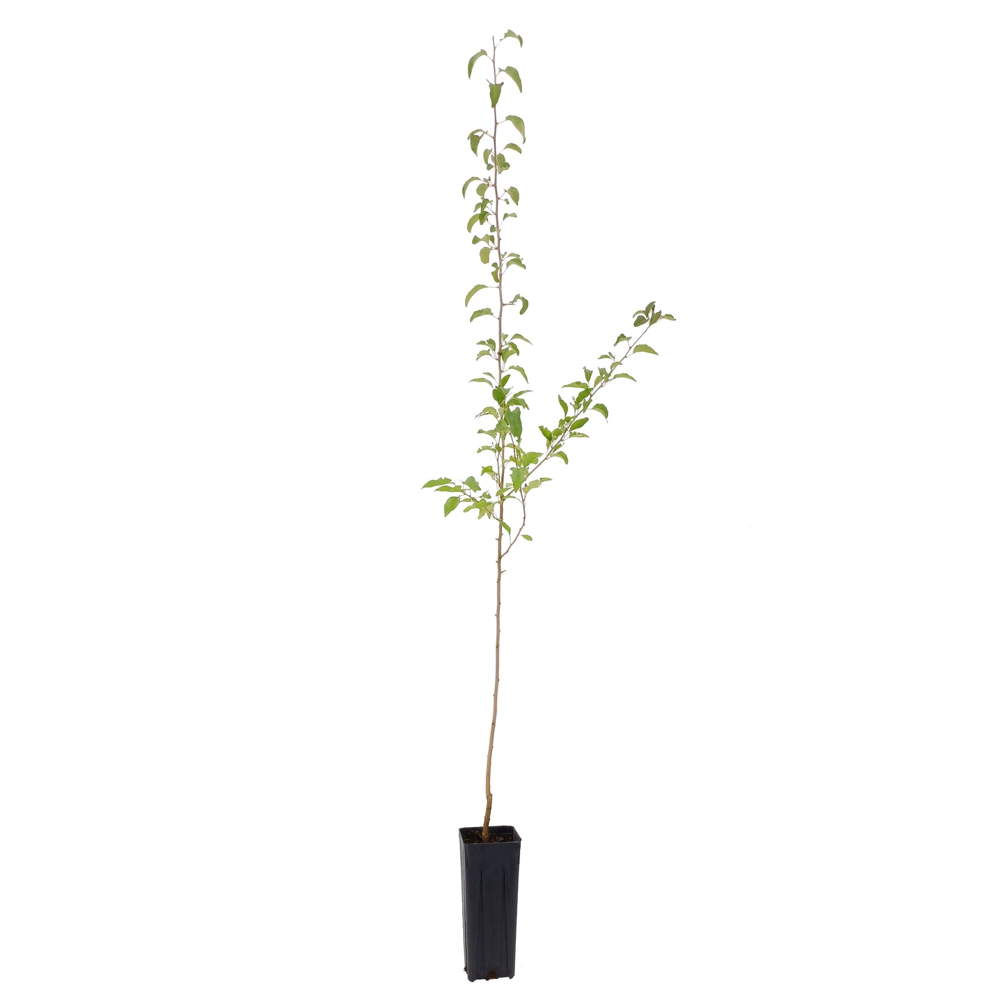 Pyrus calleryana cv "Chanticleer" - pero da fiore (Vaso quadro 9x9x20 cm)