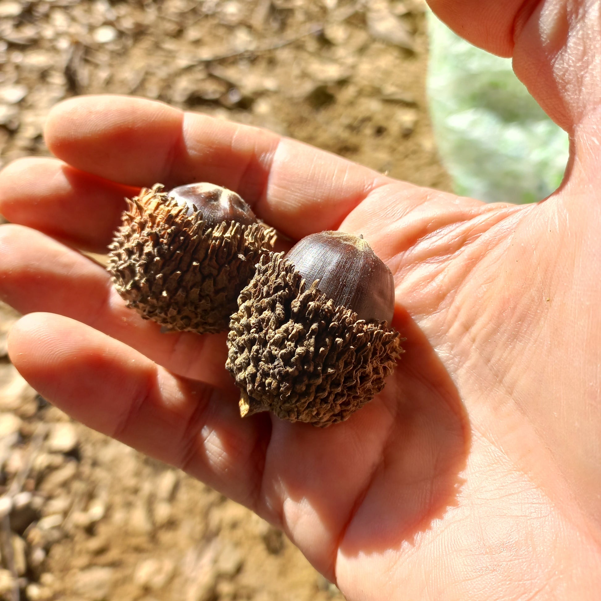 Quercus libani seme VivaiMDB