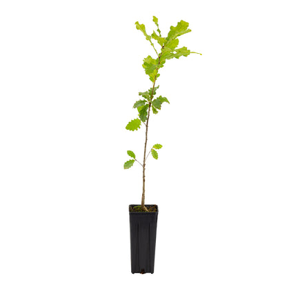 Quercus petraea - rovere (Vaso quadro 9x9x20 cm)