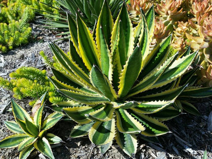 Agave lophantha cv. "quadricolor" (Vaso quadro 9x9x10 cm)