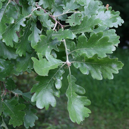 Quercus pubescens - downy oak (Square vase 9x9x20 cm)