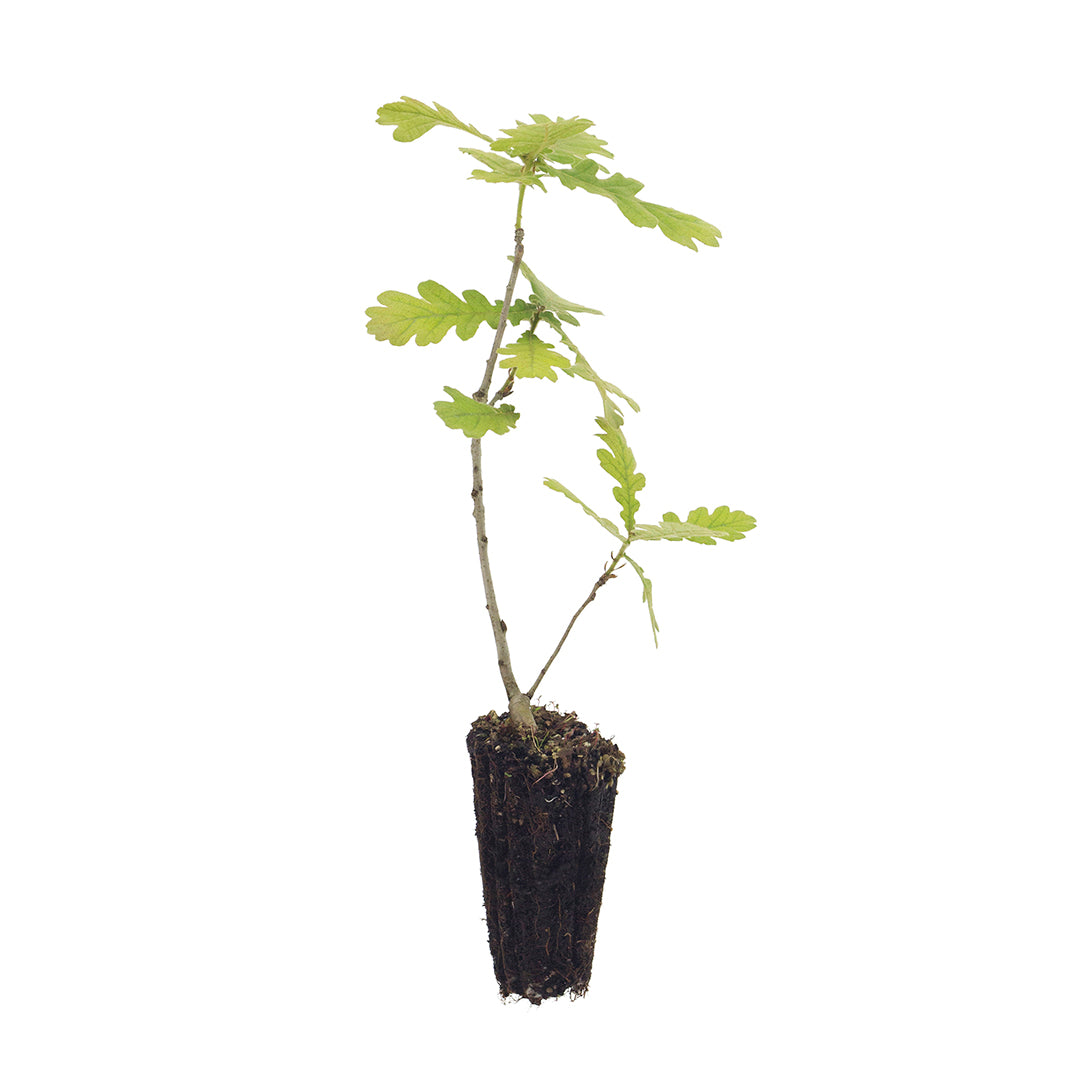 Set 40 alveoli "Viale di querce autoctone"