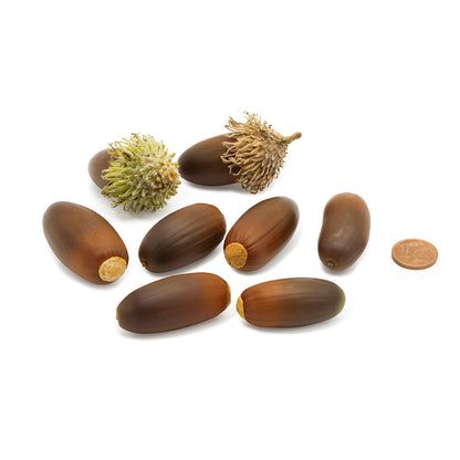 Quercus suber - cork tree (5 seeds)