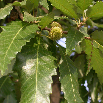 Quercus castaneifolia - quercia a foglie di castagno (Vaso quadro 9x9x20 cm)