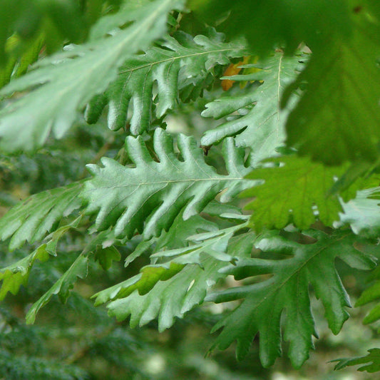 Quercus frainetto VivaiMDB