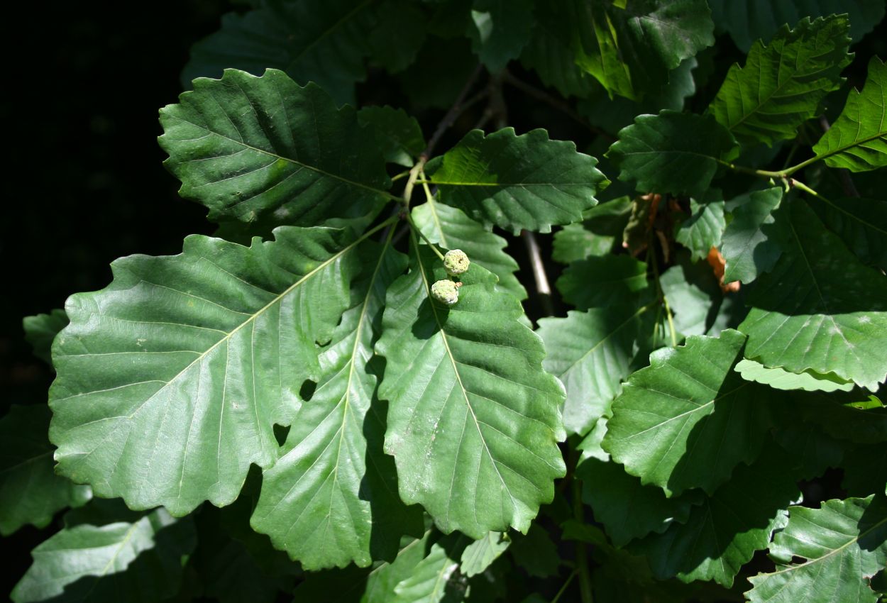 Quercus hartwissiana - Bulgarian oak (forest tree)