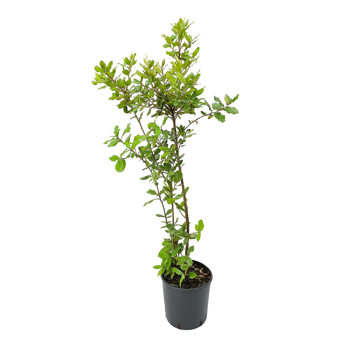 Quercus ilex - leccio (Vaso 20 cm)