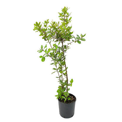 Quercus ilex - leccio (Vaso 20 cm)