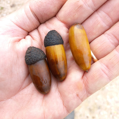 Quercus macrantheram vivaiMDB