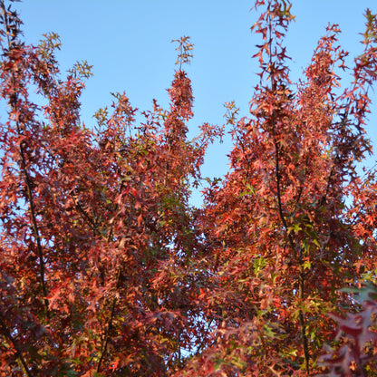 Quercus palustris VivaiMDB