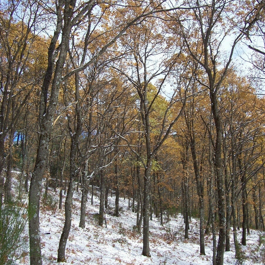 Quercus pyrenaica VivaiMDB
