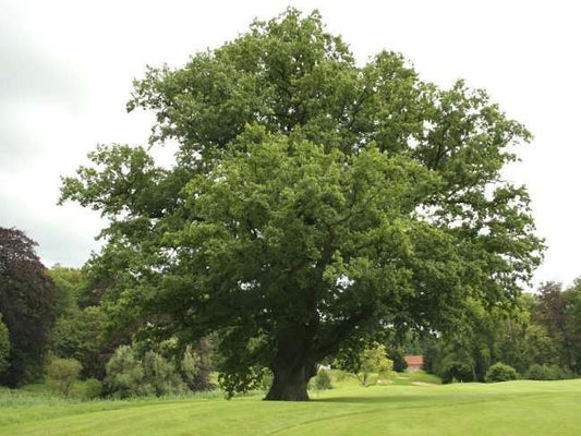 Quercus robur - oak (forest alveolus)