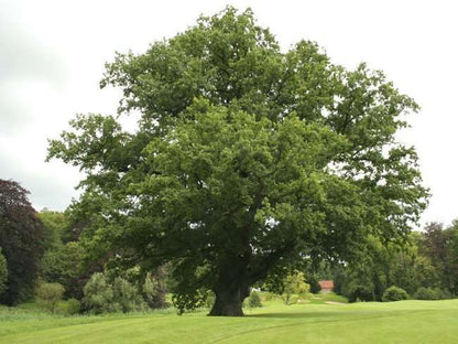 Quercus robur - English oak (Square vase 9x9x20 cm)